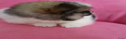 Pomerania perros en venta: Pomerania TOY Muñecas ♂️♀️ - Anuncio 18