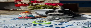 Cocker Spaniel Inglés 2