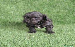 Caniche Toy perros en venta: Caniches toys particolor  - Imagen 5