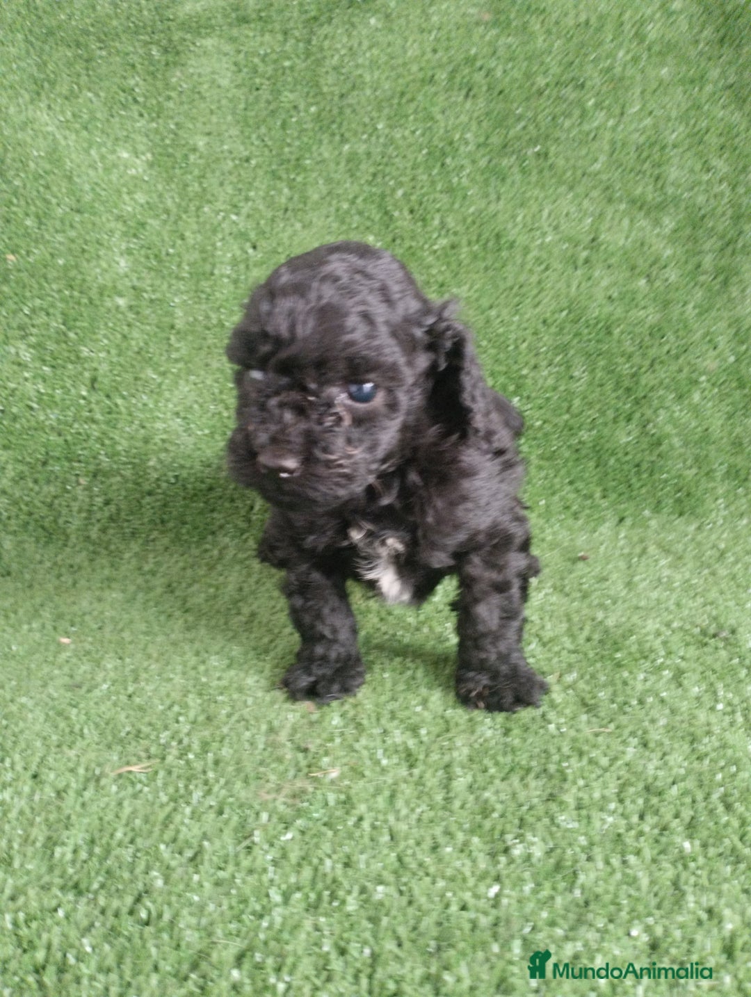 Caniche Toy perros en venta: Caniches toys particolor  - Imagen 5