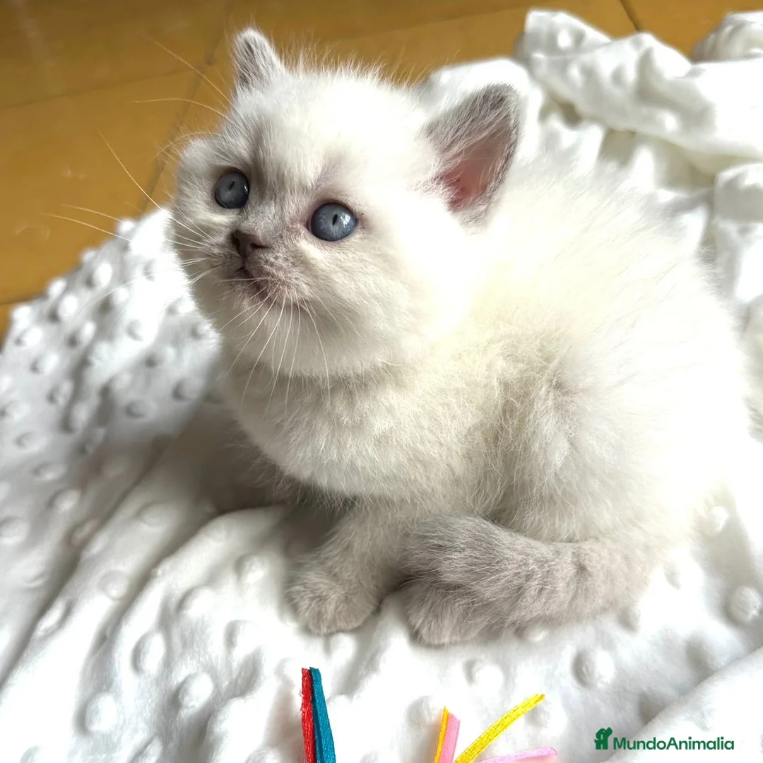 Británico de Pelo Corto gatos en venta: British Point  - Anuncio 6