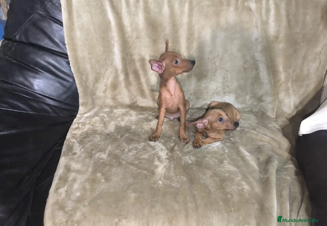 Pinscher Miniatura perros en venta: Preciosos pinscher rojos 🐶🐾🔥 en Cáceres - Anuncio 3