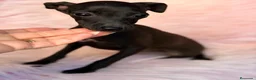 Pequeño Lebrel Italiano perros en venta: Piccolo hembra  (pequeño lebrel italiano) - Anuncio 9