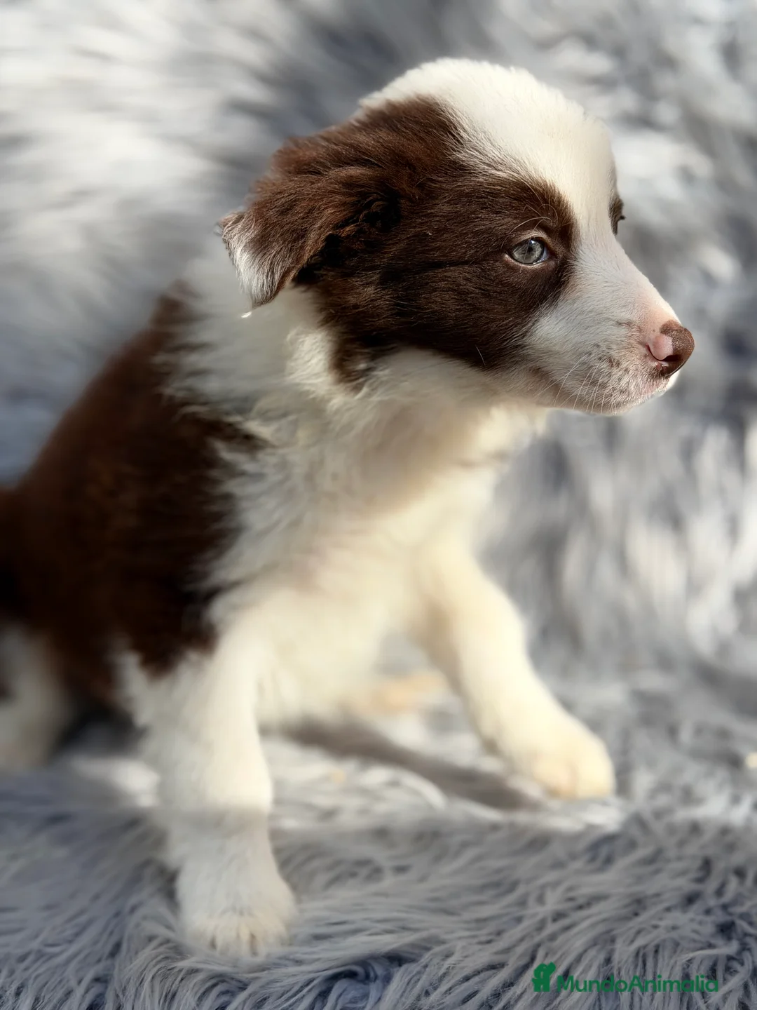 Border Collie perros en venta: Border collie  - Anuncio 6
