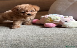 Maltipoo perros en venta: Maltipoo precisa y diminuta !!! - Imagen 6