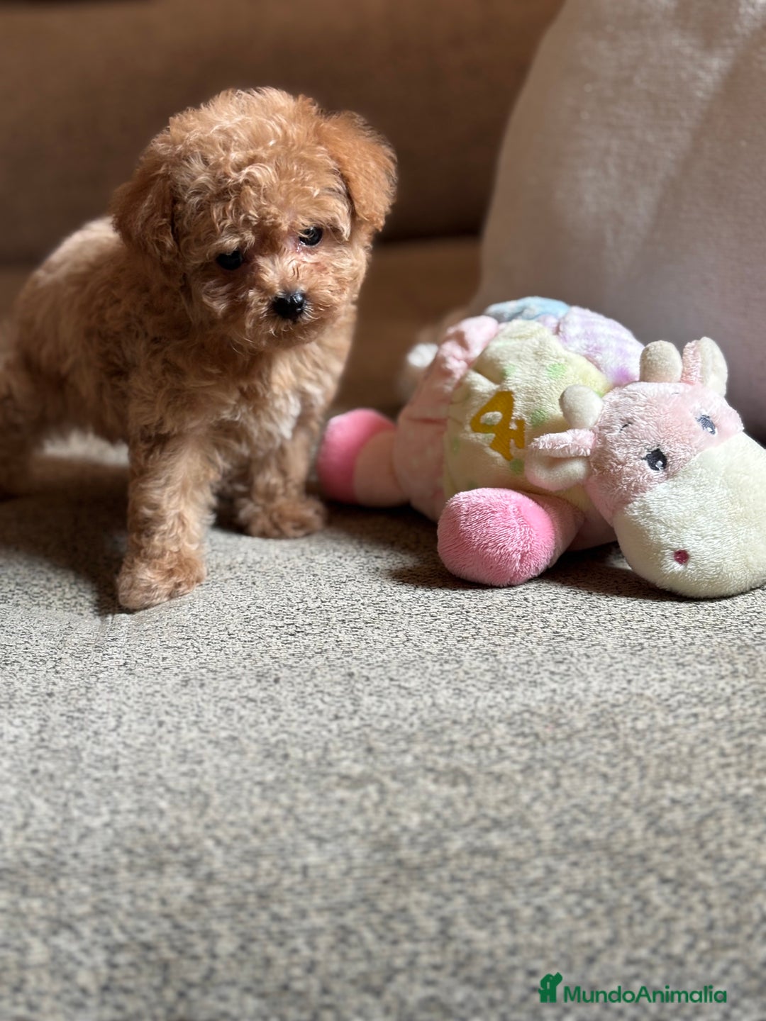 Maltipoo perros en venta: Maltipoo precisa y diminuta !!! - Imagen 6