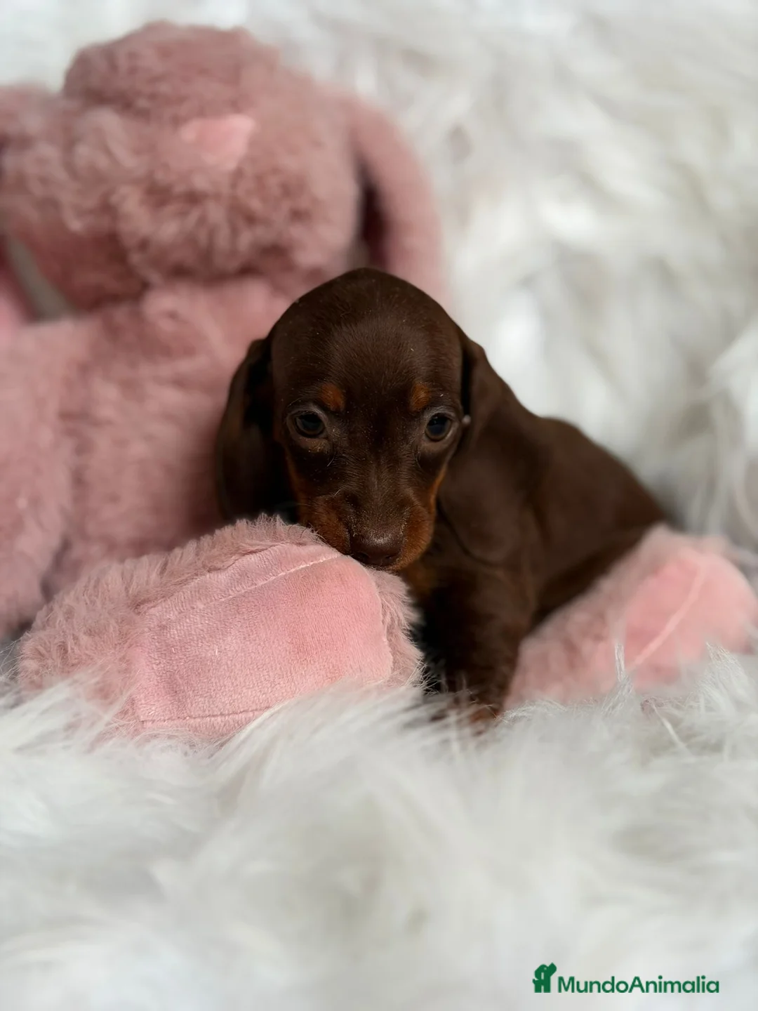 Teckel Miniatura perros en venta: TECKEL MINI CHOCOLATE  - Anuncio 3