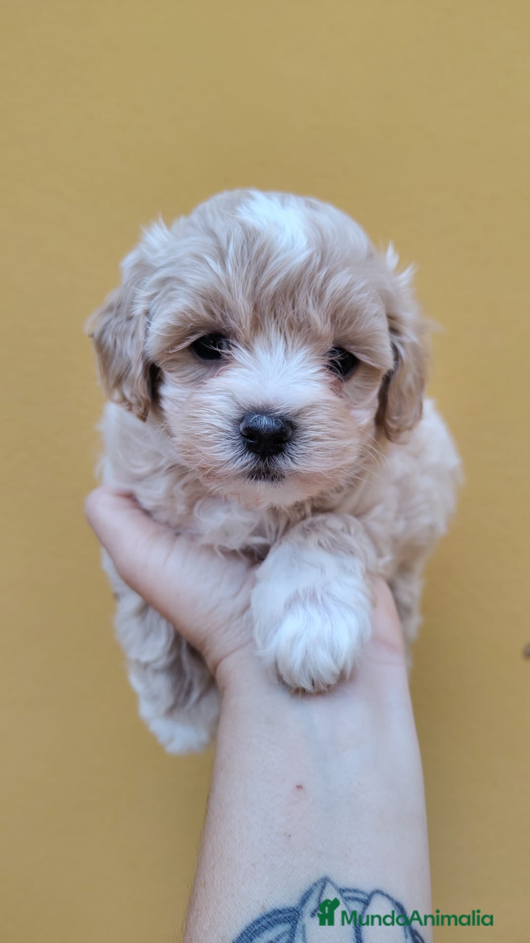 Maltipoo perros Maltipoo macho  - Anuncio 1