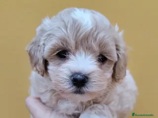 Maltipoo perros Maltipoo macho - Anuncio 1