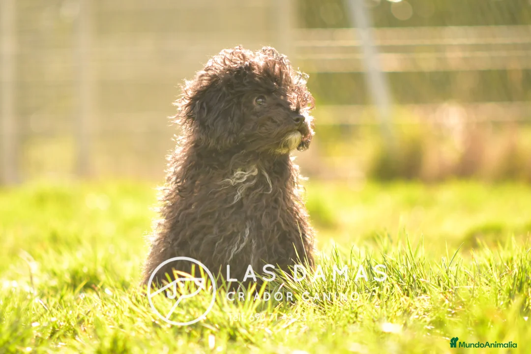 Caniche Enano perros en venta: Hembra de caniche color negro - Anuncio 5