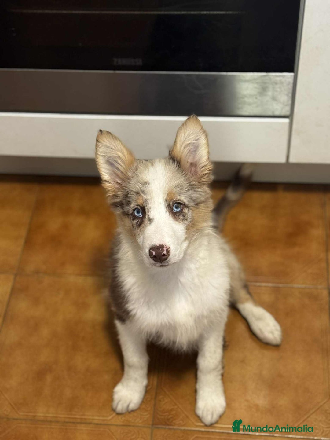 Border Collie perros en venta: Border collie - Imagen 2