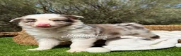 Border Collie perros en venta: BORDER COLLIE RED MERLE - Anuncio 5