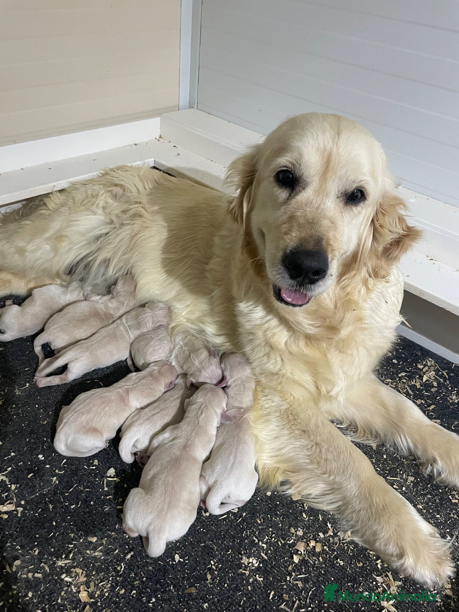 Golden Retriever perros Cachorros golden con pedigree top - Anuncio 2