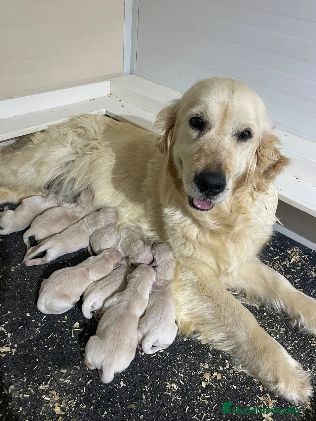 Golden Retriever perros en venta: Cachorros golden con pedigree top - Anuncio 1