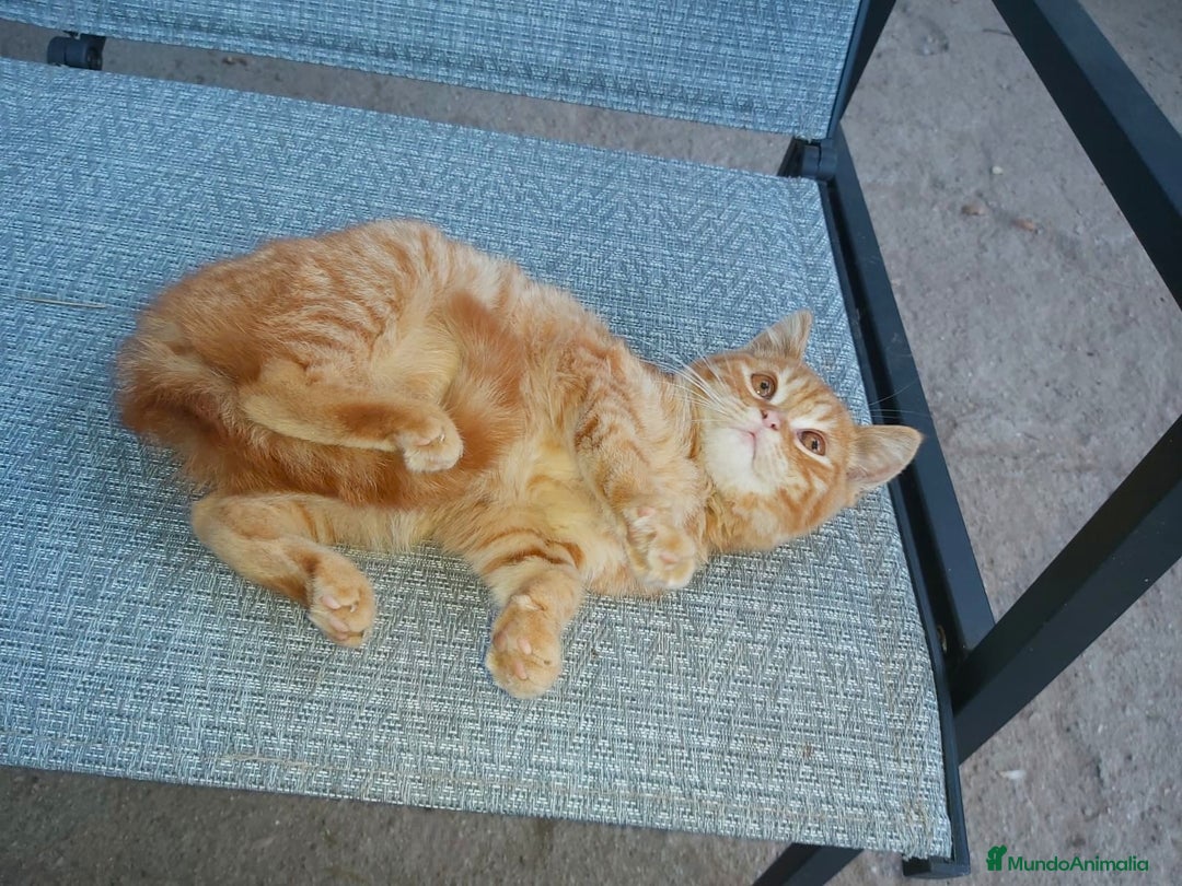 Británico de Pelo Corto gatos en venta: Bristish shorthair machito precioso - Imagen 5