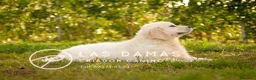 Golden Retriever perros en venta: GOLDEN RETRIEVER DISPONIBLES - Anuncio 4