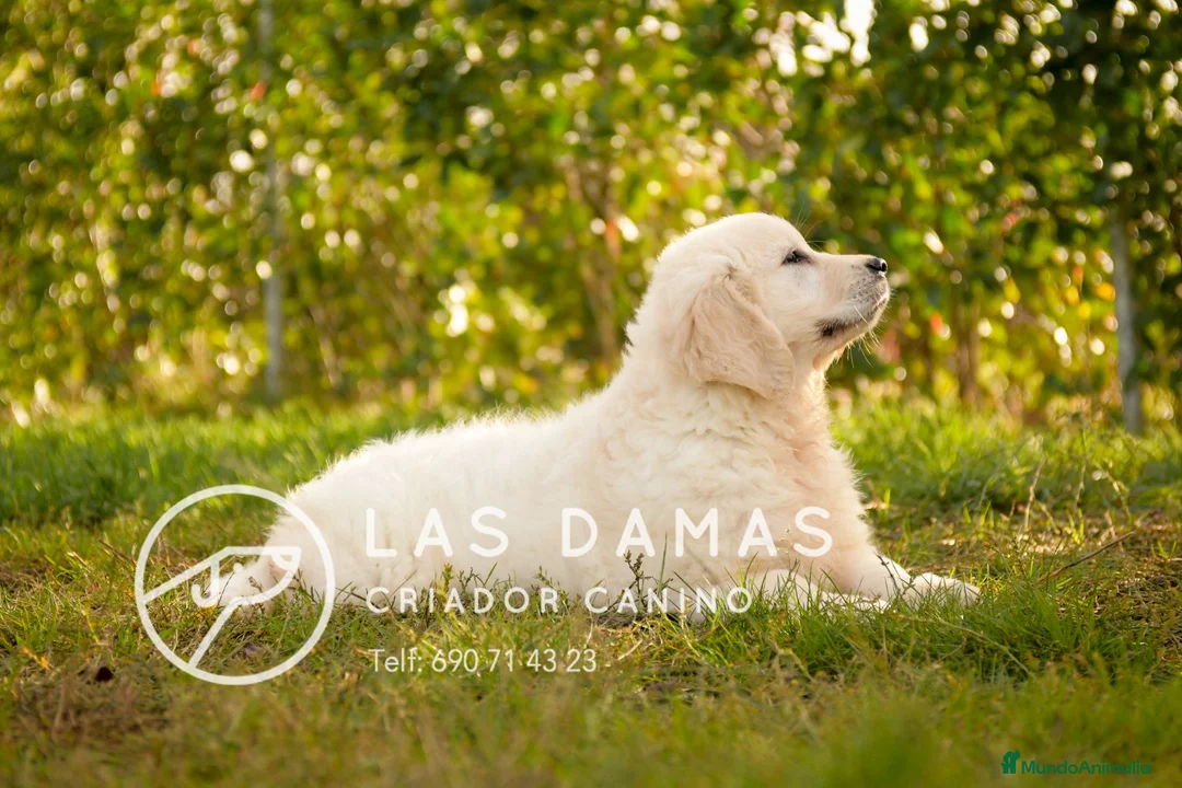 Golden Retriever perros en venta: GOLDEN RETRIEVER DISPONIBLES - Anuncio 4