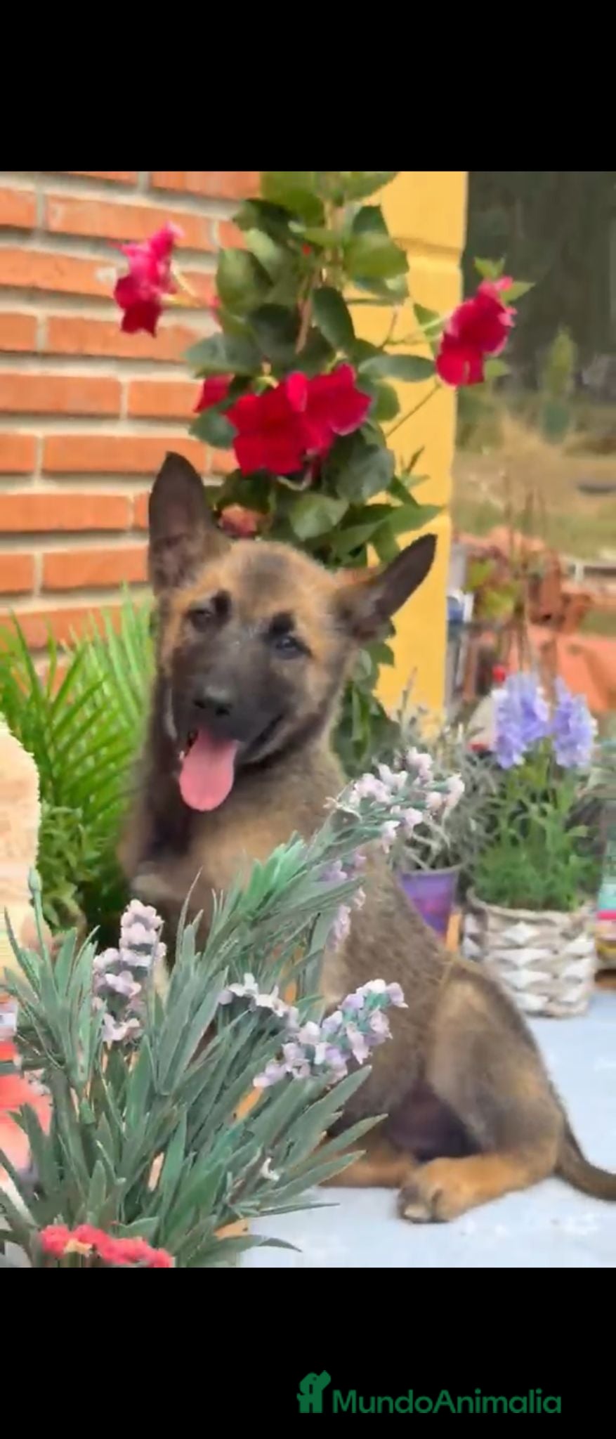 Raza Mixta perros Mix malinois/husky  - Anuncio 1