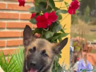 Raza Mixta perros Mix malinois/husky - Anuncio 1