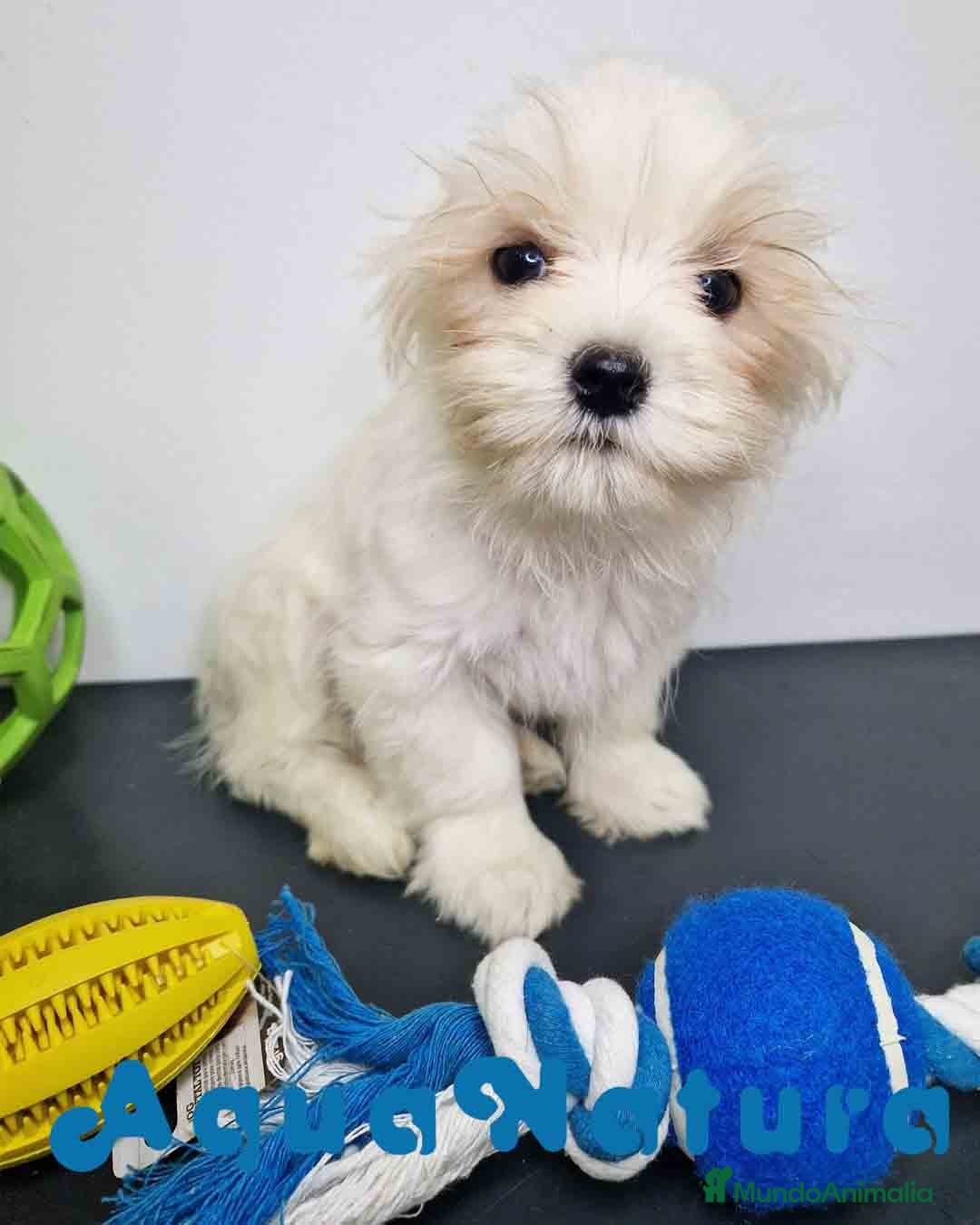 Bichón Habanero perros Bichon Habanero Macho 6220 AQUANATURA - Anuncio 4