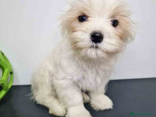 Bichón Habanero perros Bichon Habanero Macho 6220 AQUANATURA - Anuncio 14