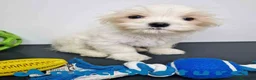Bichón Habanero perros en venta: Bichon Habanero Macho 6220 AQUANATURA - Anuncio 1