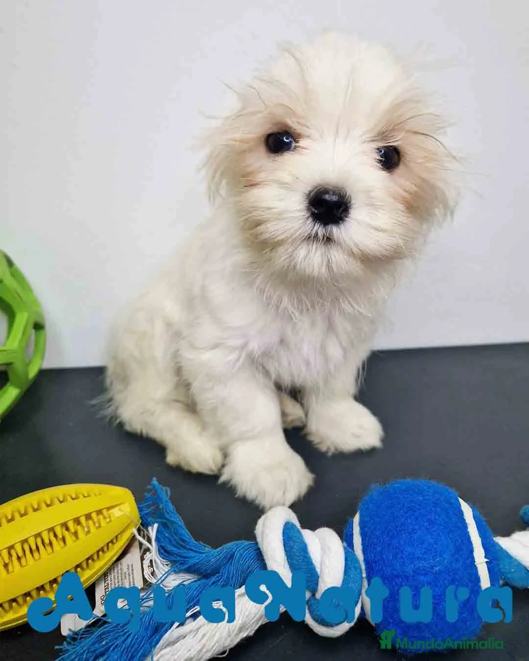 Bichón Habanero perros en venta: Bichon Habanero Macho 6220 AQUANATURA - Anuncio 1