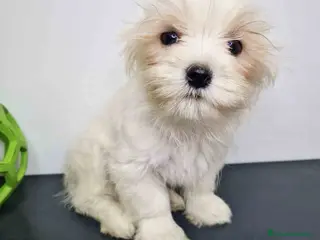 Bichón Habanero perros Bichon Habanero Macho 6220 AQUANATURA - Anuncio 8