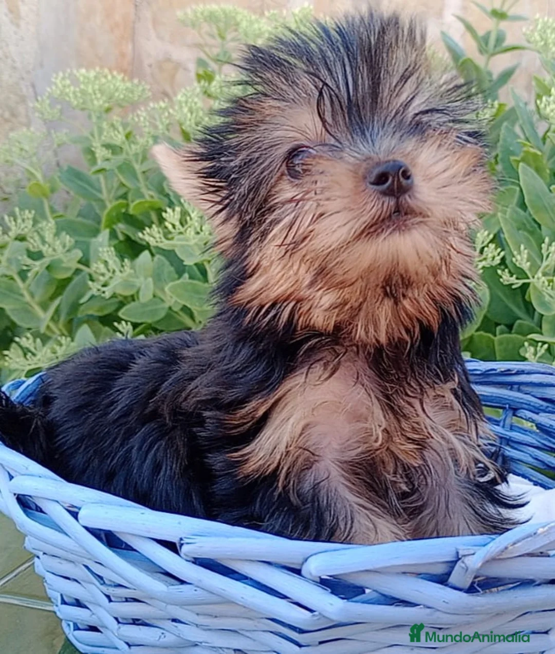 Yorkshire Terrier perros en venta: yorkshire terrier - Anuncio 1