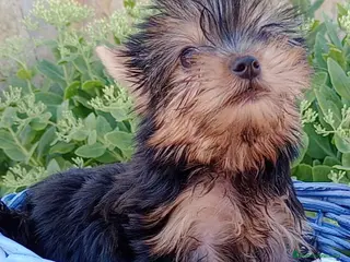 Yorkshire Terrier perros yorkshire terrier - Anuncio 2