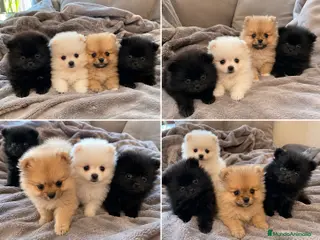 Pomerania perros cachorros de Pomerania - Anuncio 1
