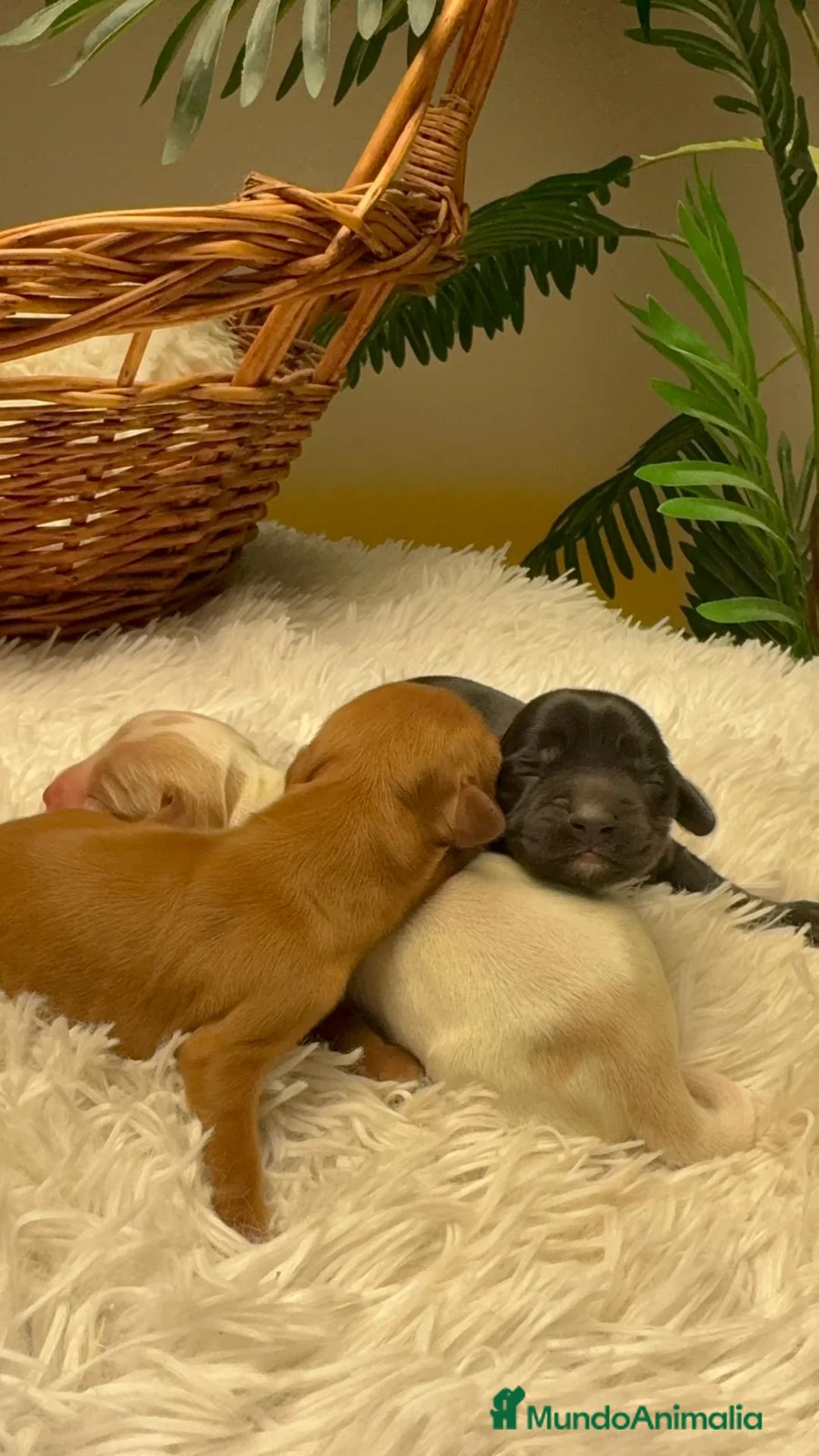 Cocker Spaniel Inglés perros en venta: COCKER SPANIEL INGLES - Anuncio 17