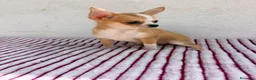 Chihuahua perros en venta: Chihuahua toy hembra - Anuncio 2