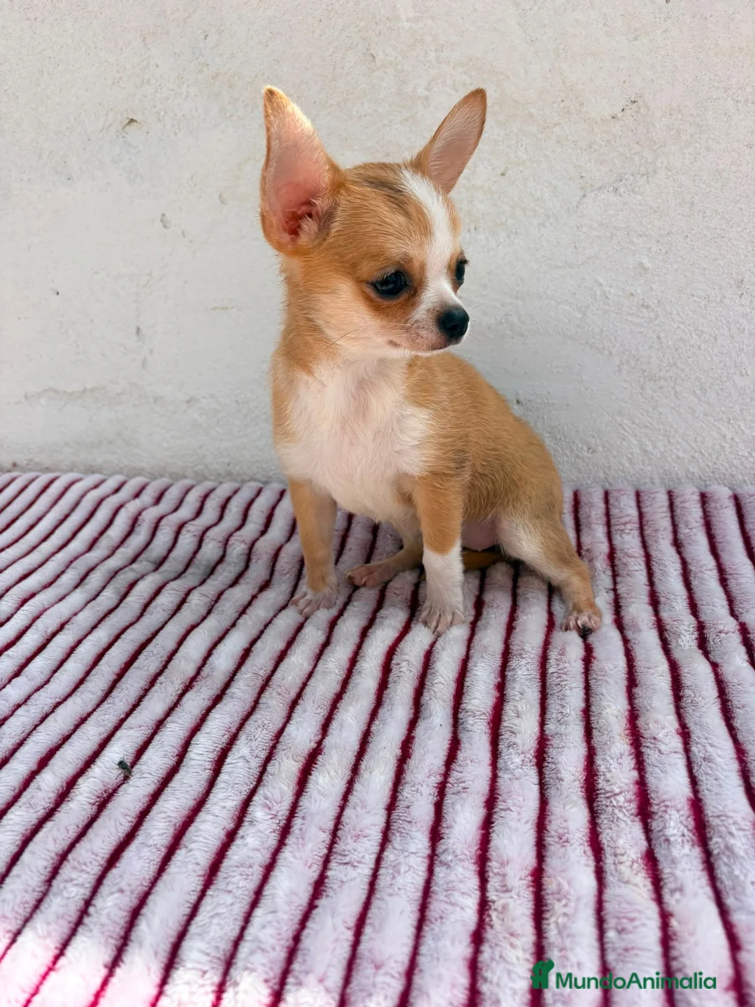 Chihuahua perros en venta: Chihuahua toy hembra - Anuncio 2