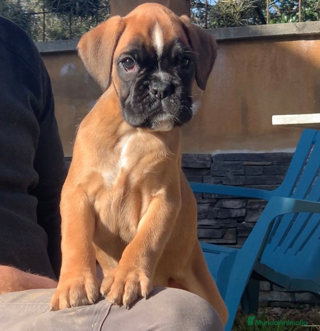 Boxer perros Magníficas cachorras BOXER excelente genealogía - Anuncio 6