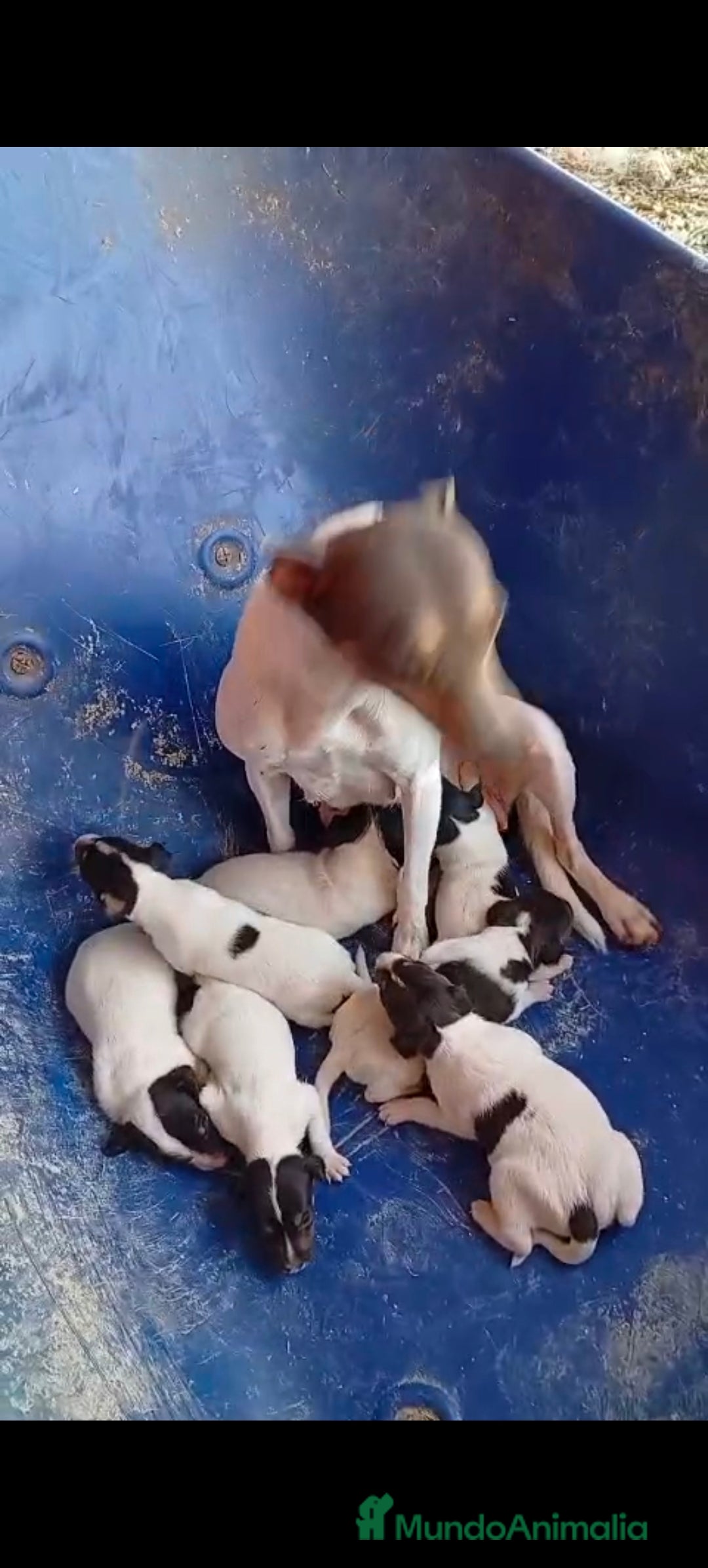 Ratonero Bodeguero Andaluz perros en venta: Bodeguero  - Imagen 2