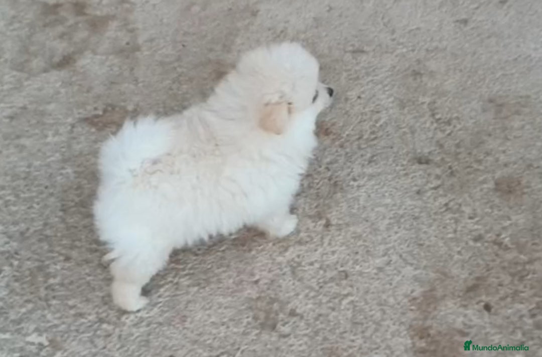 Pomerania perros en venta: POMERANIA MACHO Y HEMBRA - Anuncio 5