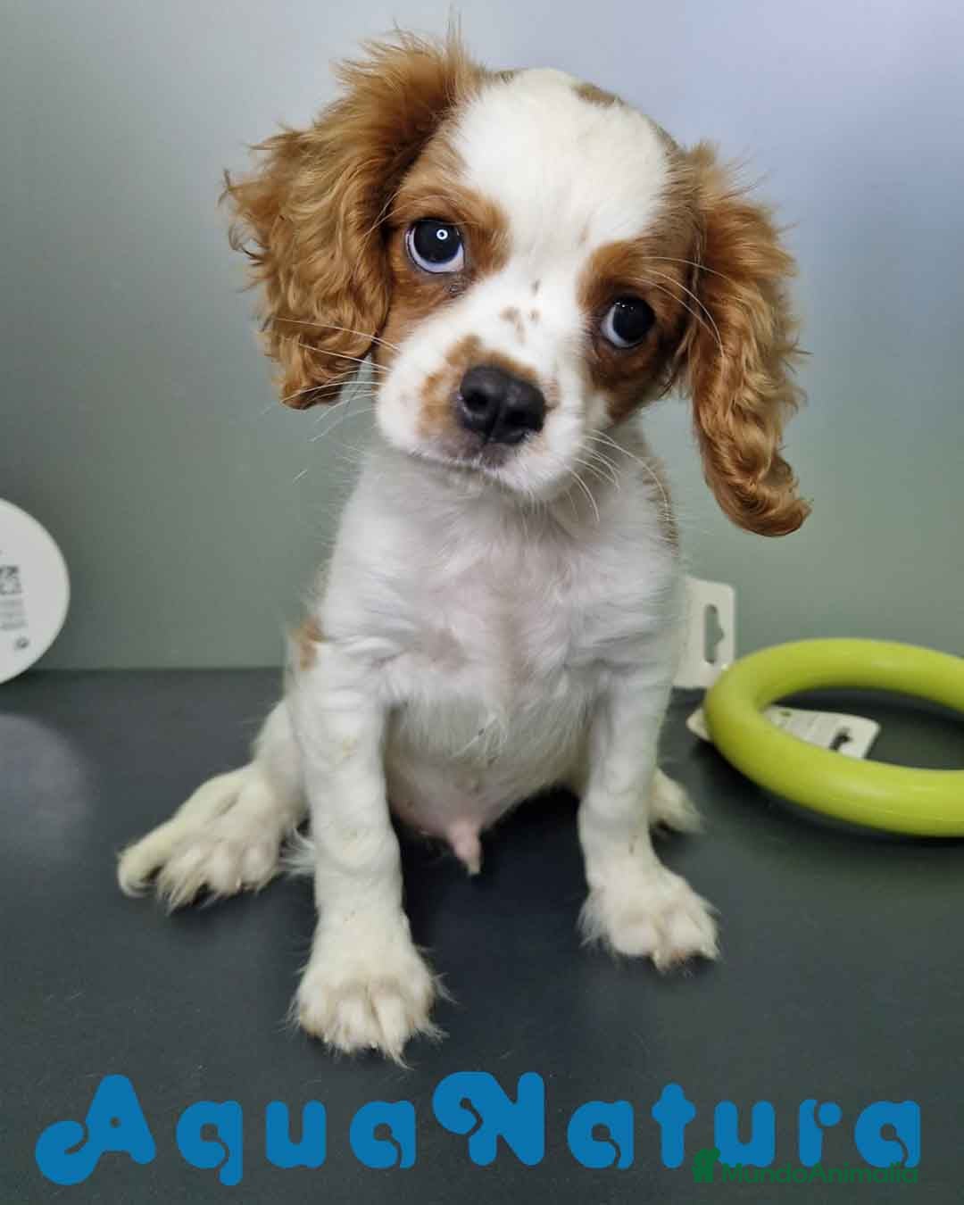 Cavalier King Charles Spaniel perros en venta: Cavalier Macho 0079 AQUANATURA  - Imagen 10