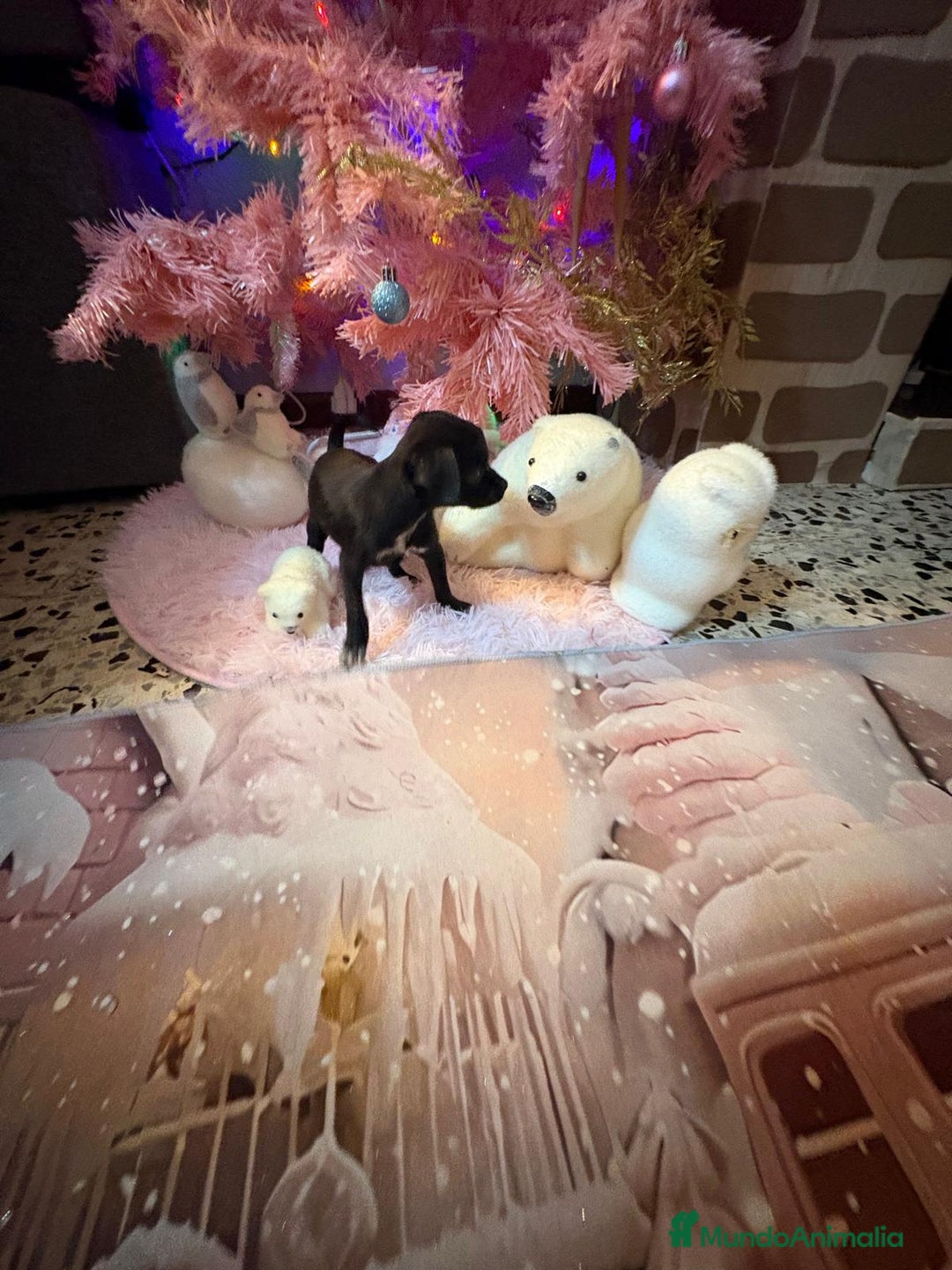 Chihuahua perros en venta: Chihuahua toy negro  - Anuncio 2