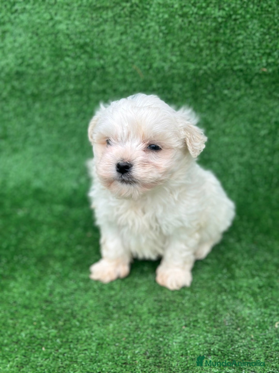 Bichón Maltés perros en venta: Bichon maltés miniatura  - Anuncio 2