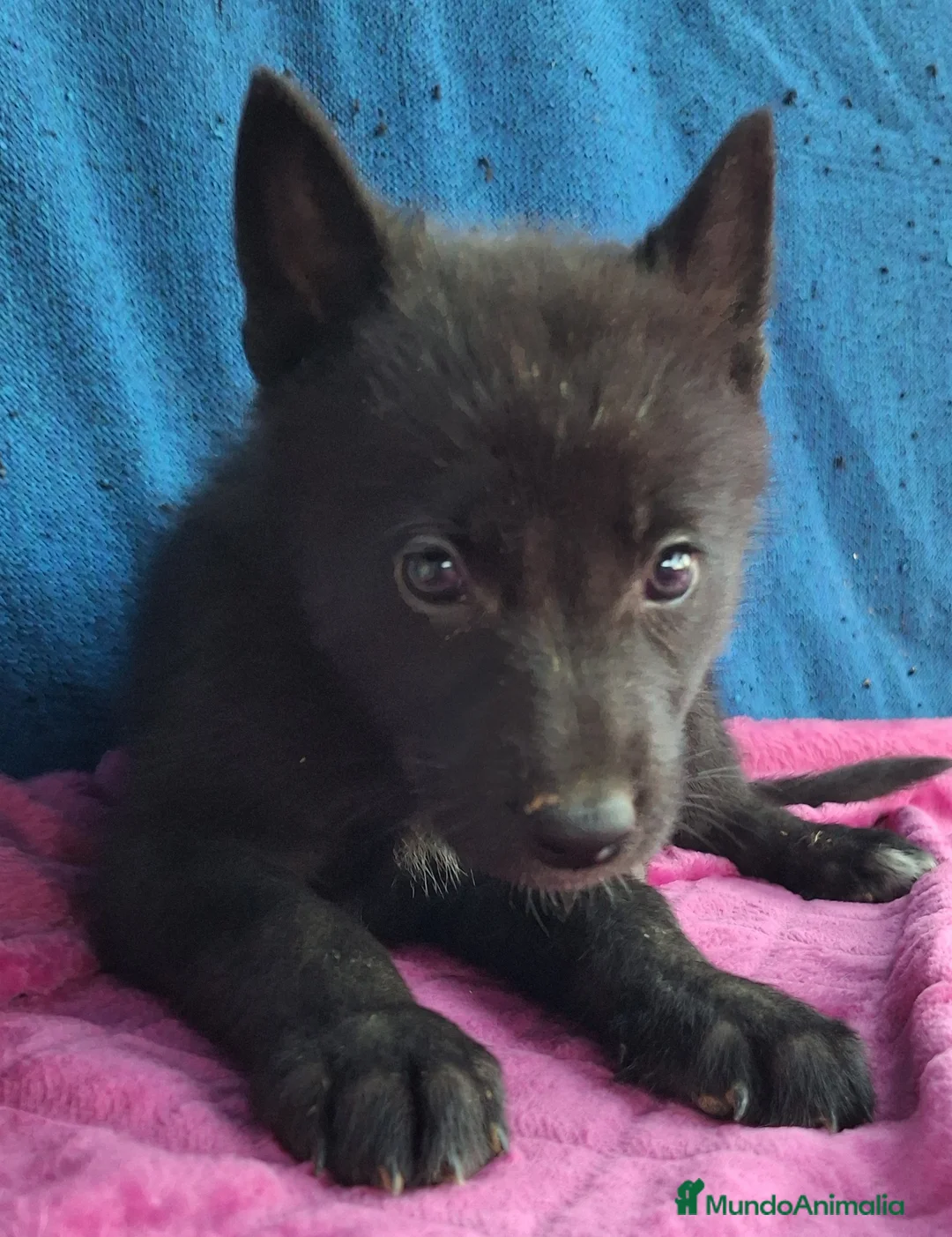 Otras razas perros en venta: PERRO LOBO AMERICANO  - Anuncio 6