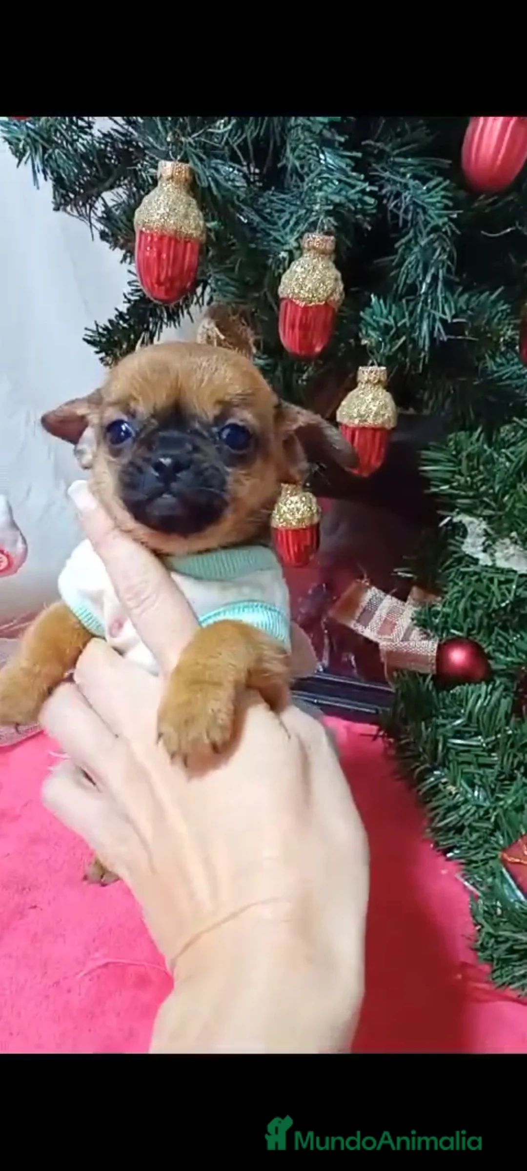 Chihuahua perros en venta: Chihuahuas miniatura  - Anuncio 4