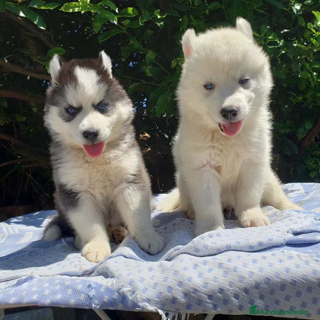 Husky Siberiano perros en venta: Hermosos cachorros husky!! - Anuncio 3