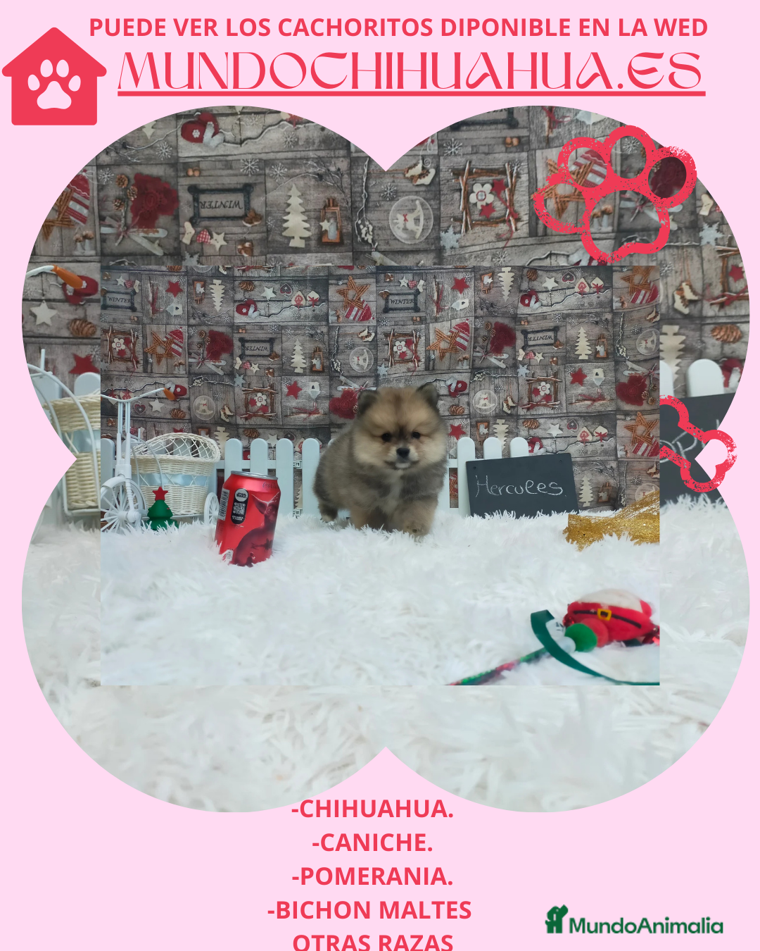 Pomerania perros en venta: PRECIOSO CACHORITO DE POMERANIA TOY - Anuncio 10