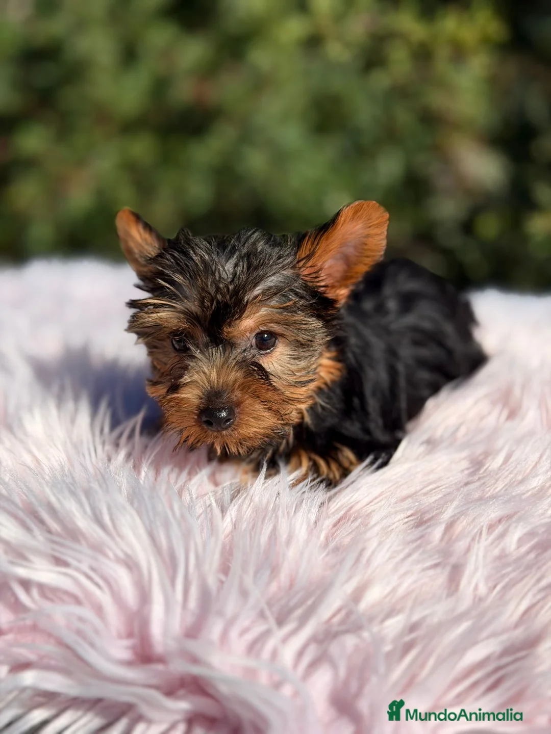 Yorkshire Terrier perros en venta: Yorkshire negro fuego - Anuncio 2