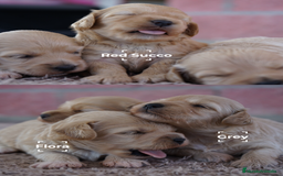 Maltipoo perros en venta: 🌸 TRES PEQUEÑAS Y AMOROSAS MALTIPOO 🌸 - Imagen 2