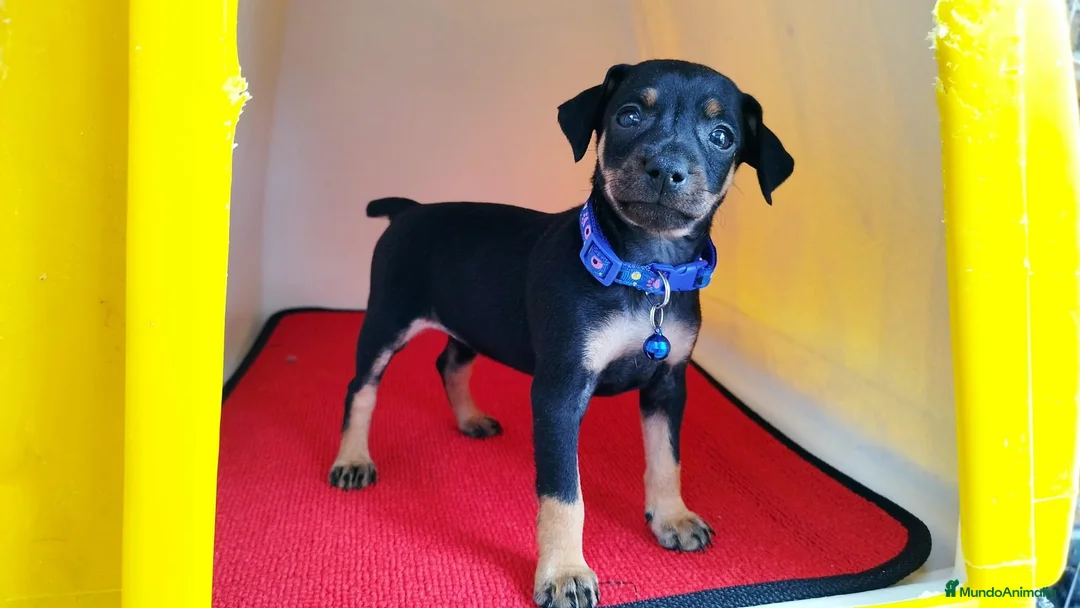 Pinscher Miniatura perros en venta: Pinscher puppy ( disponibles ) .  en Ciudad Real - Anuncio 2
