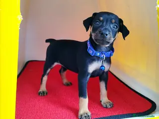 Pinscher Miniatura perros Pinscher puppy ( disponibles ) . - Anuncio 18