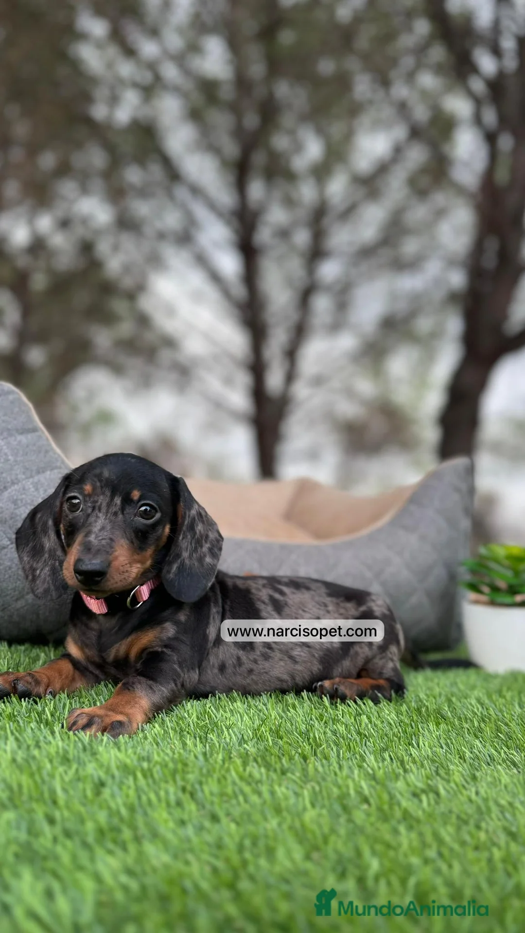 Teckel perros en venta: TECKEL MERLE PLATA HEMBRA en Asturias - Anuncio 2