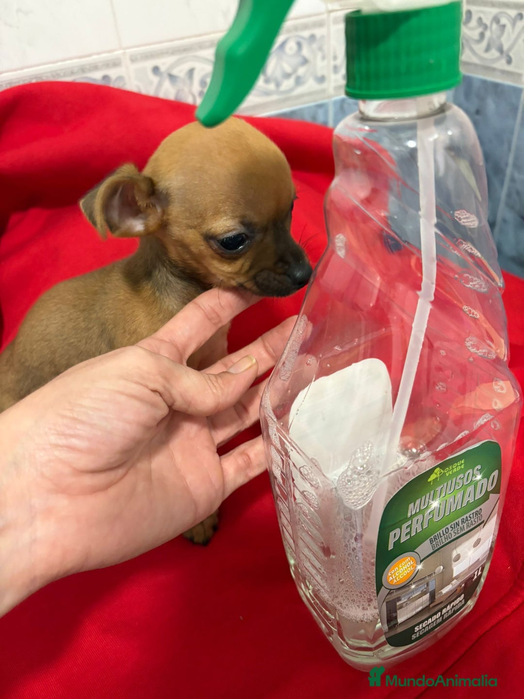 Chihuahua perros en venta: Chihuahua toy cabeza manzana  - Anuncio 8